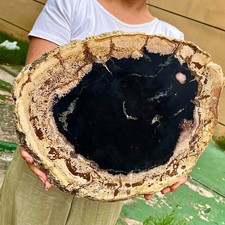 7.34LB Beautiful Gem Coloration Petrified Wood Slab Slice Rare Madagascar