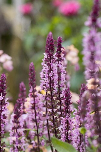 Salvia nemerosa caradonna pink - salvia,