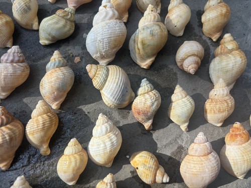 10x beautiful whelk sea shells - 10x,