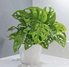 Swiss Cheese Plant Monstera Monkey Leaf (small)