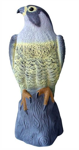 Falcon bird deterrent garden - falcon,