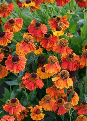 Sneezeweed autumnale - sneezeweed,