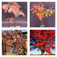 Red oak bonsai starter tree - oak,