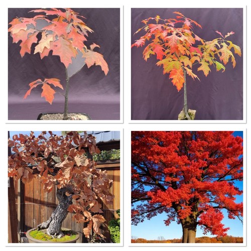 Red oak bonsai - red,
