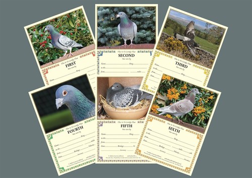 New racing pigeon - pigeon, award