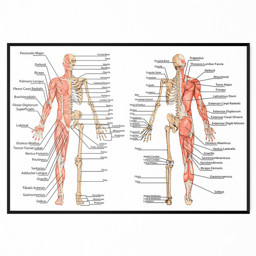 Muscular system human chart - human,