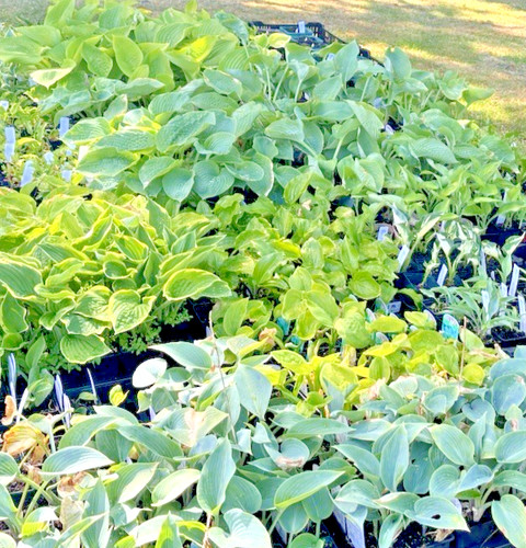 Hosta shade garden collection - shade,