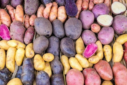Seed potato first - first, second
