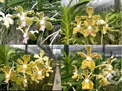 Rare vanda gnana kumar - rare,