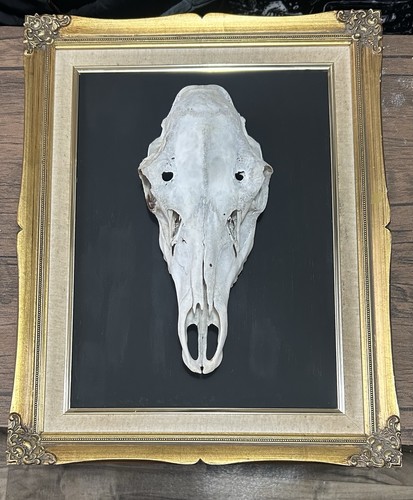 Mounted mammal skull - mammal,