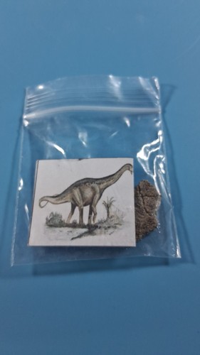 Titanosaur egg shell fragment - shell,