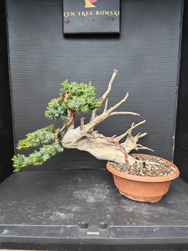 Tanuki needle juniper - juniper, bonsai