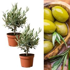 2 x Olive Tree on Stem in 14cm Pots - Olea Europa Indoor Outdoor Fruit Plant