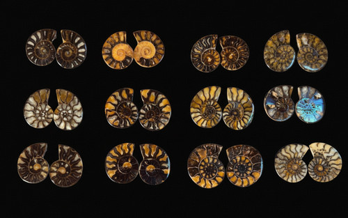 Polished ammonite fossil pair - polished,