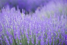 Lavender Plants - 'Provence' - 2 x Full Plants in 1 Litre Pots - Shrubs