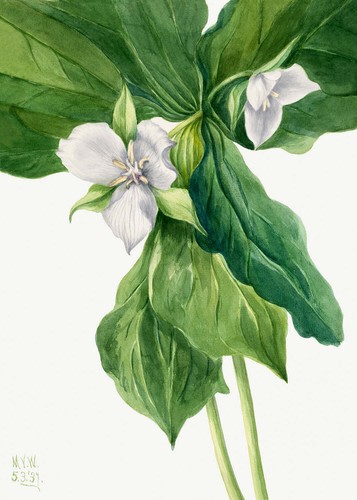 Botanical plant illustration - plant,