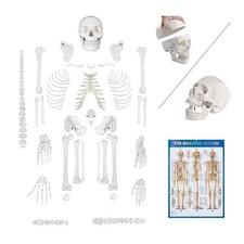 Disarticulated Human Skeleton Model Life Sized Anatomical Model & Colored Poster