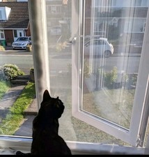 Flat Cats Mesh Window Screen