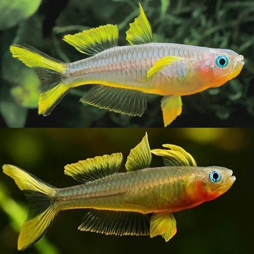 Forktail rainbowfish blue - 6,