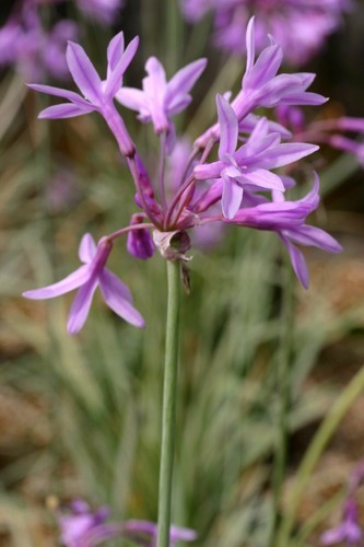 Tulbaghia violacea silver - tulbaghia,