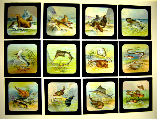 Coloured magic lantern slides - magic,