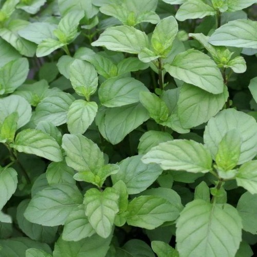 Lemon mint mentha piperita - lemon,