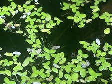 Duck Weed Portion  For Aquarium