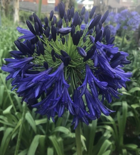 New agapanthus steve s - agapanthus, ‘steve’s