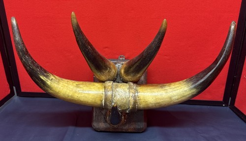 Vintage unusual bull - bull, horn