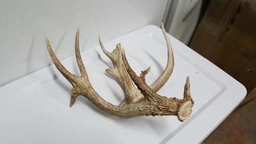 Whitetail deer antler - deer,