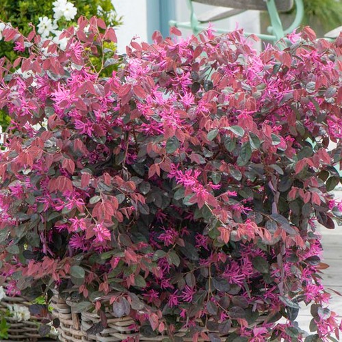 Loropetalum fire dance chinese - loropetalum,