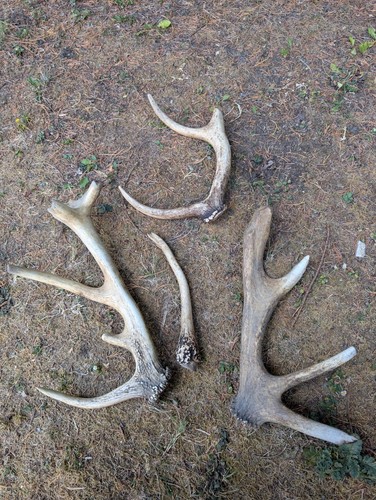 British red stag deer antler - stag,