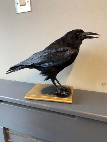 Taxidermy rook crow - .,