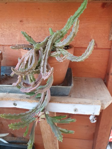 Stapelia plant - stapelia,