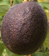 Maria Black Grafted Avocado