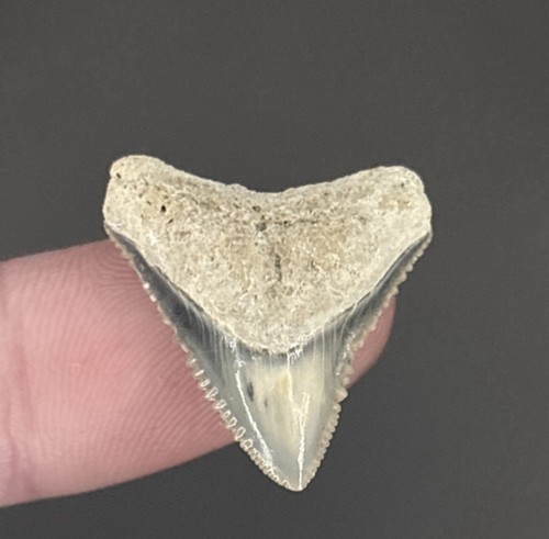 Prehistoric bull shark - shark, tooth