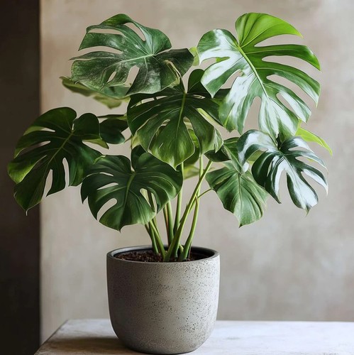 Monstera deliciosa plant - monstera,