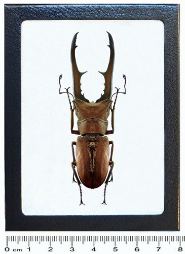 Cyclommatus metallifer stag