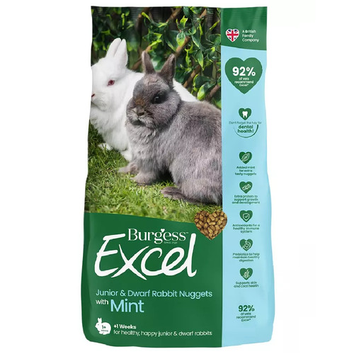 Excel junior dwarf - dwarf, rabbit