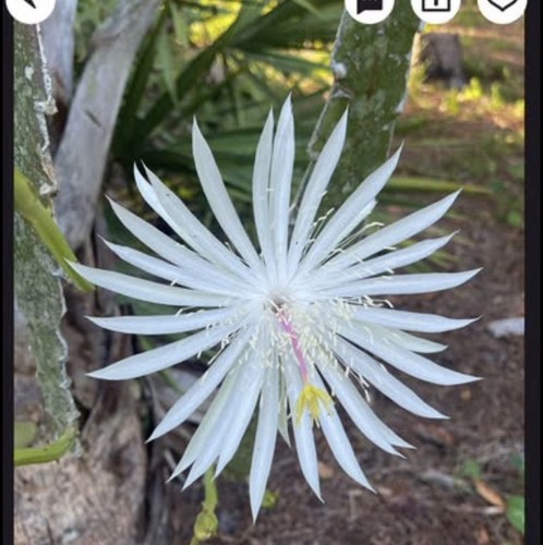 Epiphyllum hookeri form