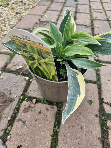 Hosta lakeside dragonfly - x, 'lakeside