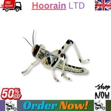 75  Live Locusts (15mm-30mm) -