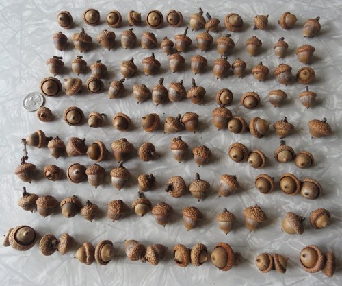 Lot 110 small medium - of,