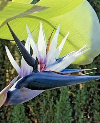 Strelitzia nicolai