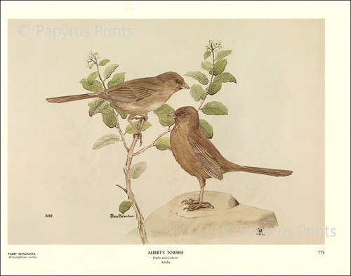 1968 alberts towhee bird - towhee,