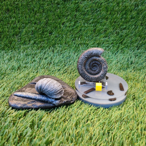 Jurassic coast fossil trio