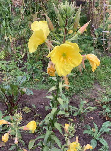 Evening primrose plants dug - plants,