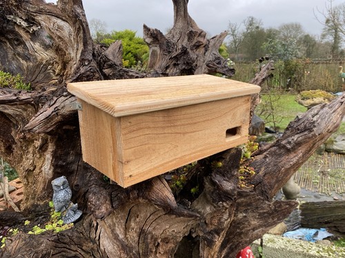 Swift box natural - box, cedar