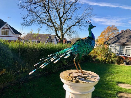 Large 64cm exotic bird - large,