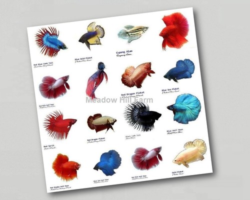 Fridge magnet tropical - magnet,